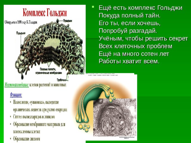 Ещё есть комплекс Гольджи  Покуда полный тайн.  Его ты, если хочешь,  Попробуй разгадай.  Учёным, чтобы решить секрет  Всех клеточных проблем  Ещё на много сотен лет  Работы хватит всем.   