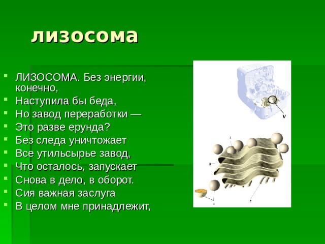 лизосома ЛИЗОСОМА. Без энергии, конечно, Наступила бы беда, Но завод переработки — Это разве ерунда? Без следа уничтожает Все утильсырье завод, Что осталось, запускает Снова в дело, в оборот. Сия важная заслуга В целом мне принадлежит, 