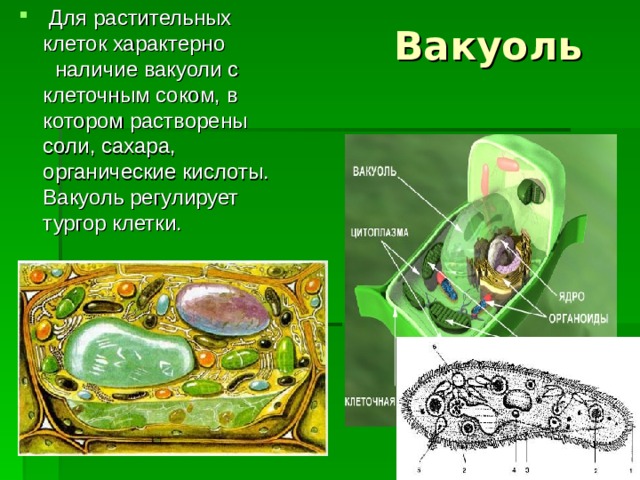  Для растительных клеток характерно наличие вакуоли с клеточным соком, в котором растворены соли, сахара, органические кислоты. Вакуоль регулирует тургор клетки.  Вакуоль 