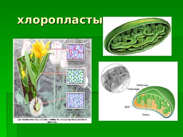 хлоропласты 