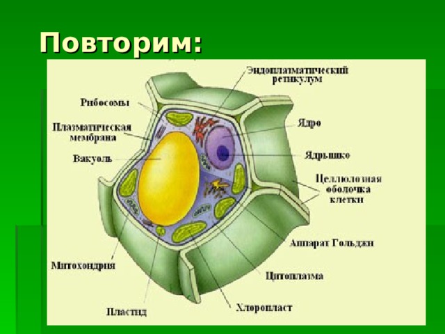 Повторим: 