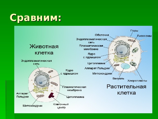 Сравним: 