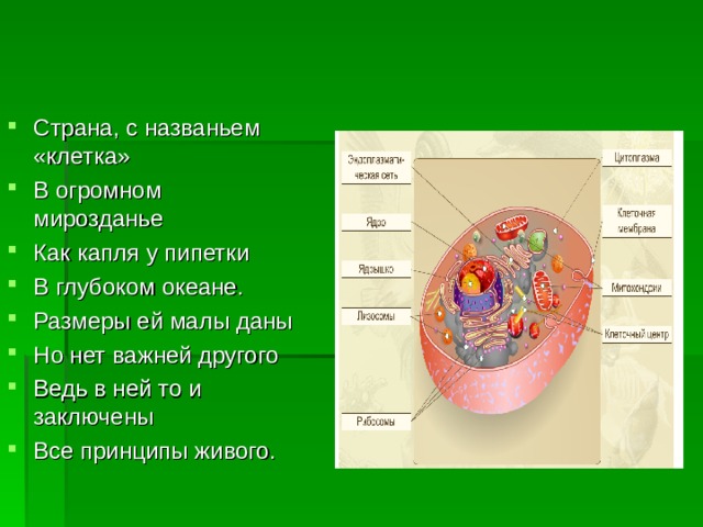 Страна, с названьем «клетка» В огромном мирозданье Как капля у пипетки В глубоком океане. Размеры ей малы даны Но нет важней другого Ведь в ней то и заключены Все принципы живого. 