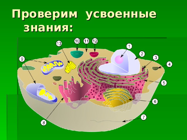 Проверим усвоенные знания: 