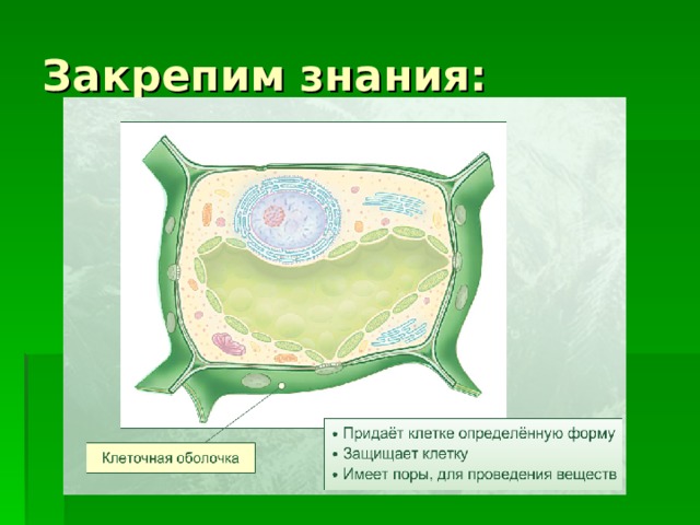 Закрепим знания: 