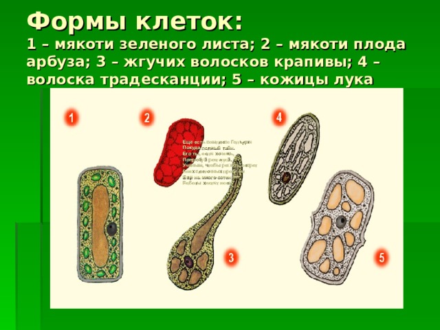 Формы клеток:  1 – мякоти зеленого листа; 2 – мякоти плода арбуза; 3 – жгучих волосков крапивы; 4 – волоска традесканции; 5 – кожицы лука Ещё есть комплекс Гольджи  Покуда полный тайн.  Его ты, если хочешь,  Попробуй разгадай.  Учёным, чтобы решить секрет  Всех клеточных проблем  Ещё на много сотен лет  Работы хватит всем.   
