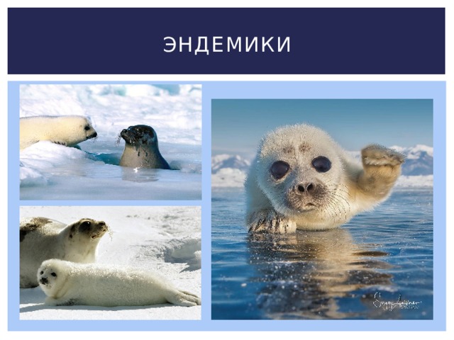 Эндемики 