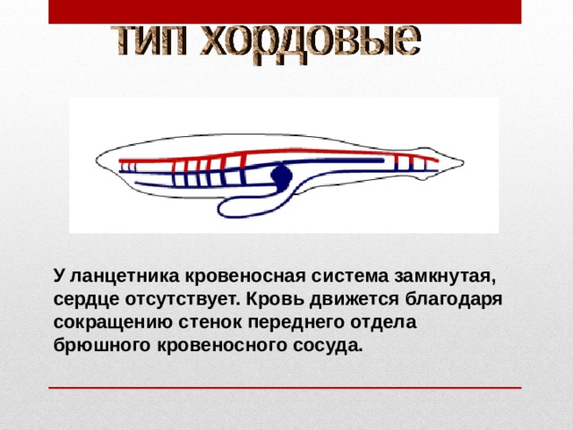 У ланцетника кровеносная система замкнутая, сердце отсутствует. Кровь движется благодаря сокращению стенок переднего отдела брюшного кровеносного сосуда. 