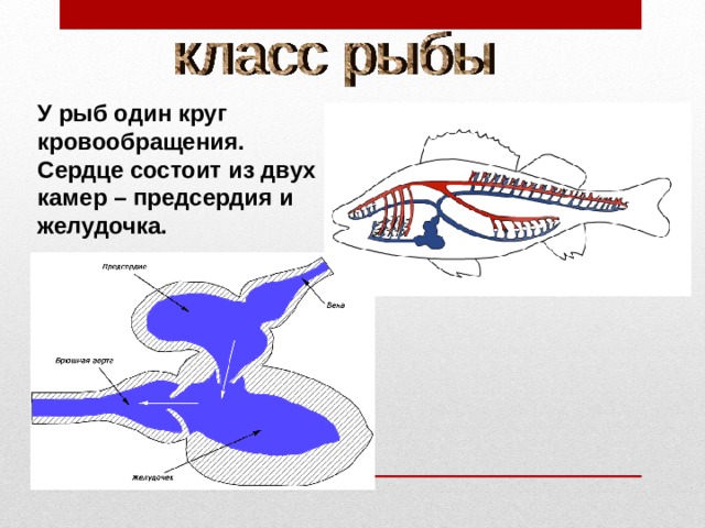У рыб один круг кровообращения. Сердце состоит из двух камер – предсердия и желудочка. 