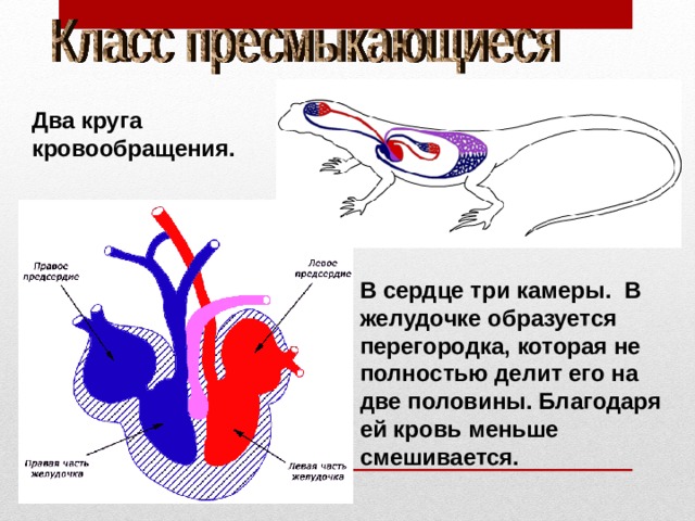 Два круга кровообращения. В сердце три камеры. В желудочке образуется перегородка, которая не полностью делит его на две половины. Благодаря ей кровь меньше смешивается. 