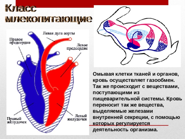 Омывая клетки тканей и органов, кровь осуществляет газообмен. Так же происходит с веществами, поступающими из пищеварительной системы. Кровь переносит так же вещества, выделяемые железами внутренней секреции, с помощью которых регулируется деятельность организма. 