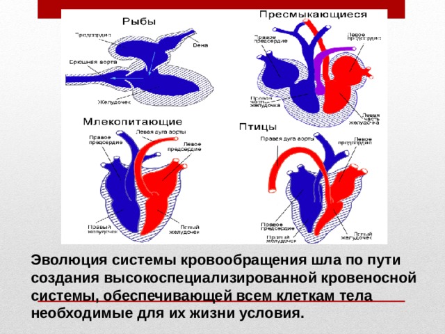 Эволюция системы кровообращения шла по пути создания высокоспециализированной кровеносной системы, обеспечивающей всем клеткам тела необходимые для их жизни условия. 