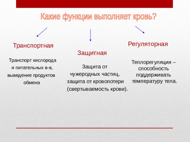 Регуляторная Транспортная Защитная Транспорт кислорода Теплорегуляция – способность поддерживать температуру тела. Защита  от и питательных в-в, чужеродных частиц, выведение продуктов защита от кровопотери обмена (свертываемость крови). 