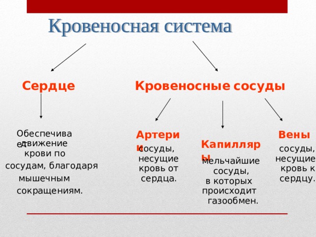 Кровеносные  сосуды Сердце Артерии Обеспечивает Вены Капилляры движение сосуды, сосуды, крови по несущие несущие мельчайшие сосудам, благодаря кровь от кровь к сосуды, мышечным сердца. сердцу. в которых происходит сокращениям. газообмен. 