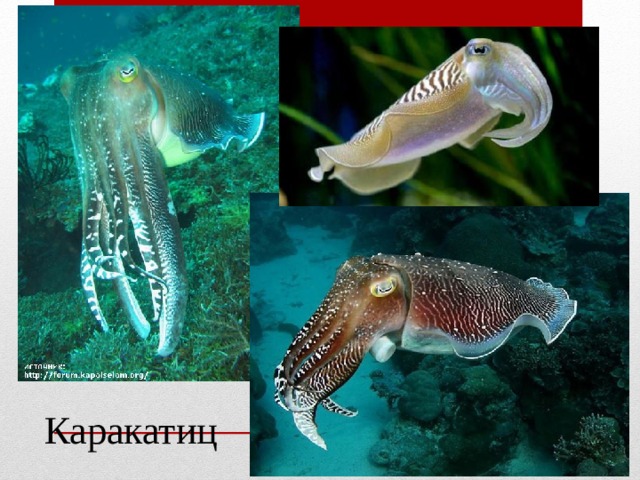  Каракатиц 