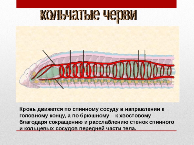 Кровь движется по спинному сосуду в направлении к головному концу, а по брюшному – к хвостовому благодаря сокращению и расслаблению стенок спинного и кольцевых сосудов передней части тела. 