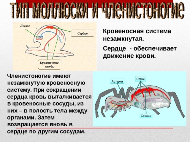 Кровеносная система незамкнутая. Сердце - обеспечивает движение крови. Членистоногие имеют незамкнутую кровеносную систему. При сокращении сердца кровь выталкивается в кровеносные сосуды, из них – в полость тела между органами. Затем возвращается вновь в сердце по другим сосудам. 