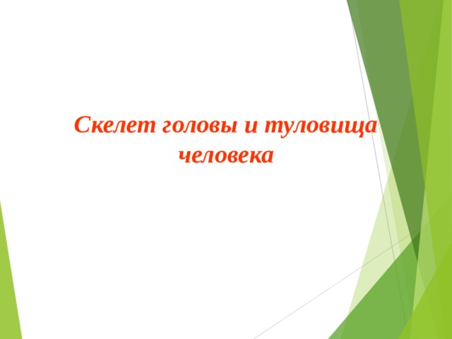 Скелет головы и туловища человека 