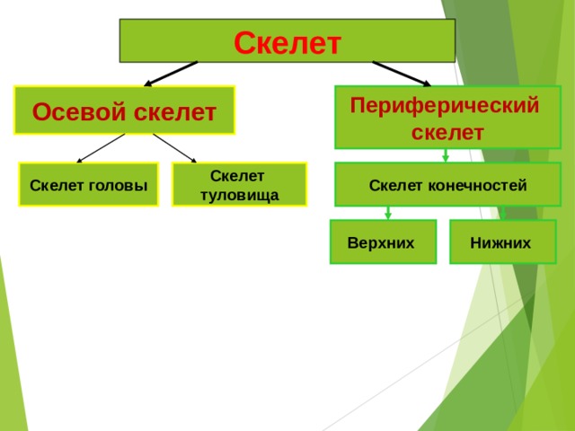 Скелет Осевой скелет Периферический скелет Скелет туловища Скелет головы Скелет конечностей Верхних Нижних 