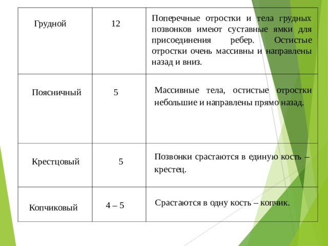 Поперечные отростки и тела грудных позвонков имеют суставные ямки для присоединения ребер. Остистые отростки очень массивны и направлены назад и вниз. 12 Грудной Массивные тела, остистые отростки небольшие и направлены прямо назад. Поясничный 5 Позвонки срастаются в единую кость – крестец. Крестцовый 5 Срастаются в одну кость – копчик. 4 – 5 Копчиковый 