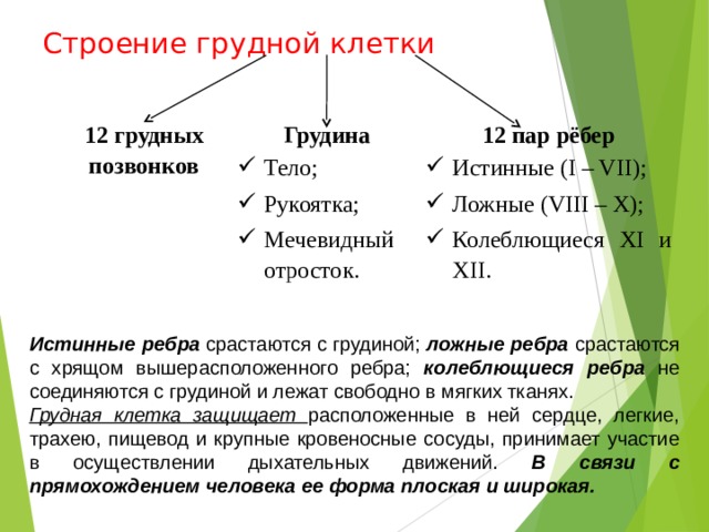 Строение грудной клетки 12 грудных позвонков Грудина 12 пар рёбер Тело; Рукоятка; Мечевидный отросток. Истинные ( I – VII ); Ложные (VIII – X) ; Колеблющиеся XI и XII . Истинные ребра срастаются с грудиной; ложные ребра срастаются с хрящом вышерасположенного ребра; колеблющиеся ребра не соединяются с грудиной и лежат свободно в мягких тканях. Грудная клетка защищает расположенные в ней сердце, легкие, трахею, пищевод и крупные кровеносные сосуды, принимает участие в осуществлении дыхательных движений. В связи с прямохождением человека ее форма плоская и широкая. 