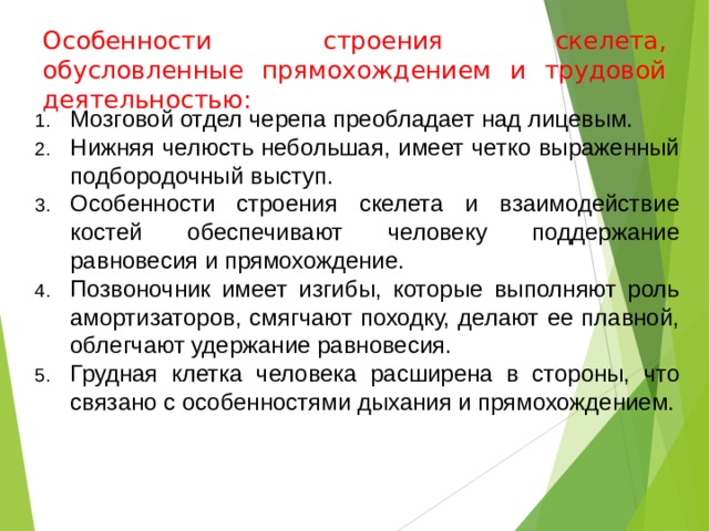 Особенности строения скелета, обусловленные прямохождением и трудовой деятельностью: Мозговой отдел черепа преобладает над лицевым. Нижняя челюсть небольшая, имеет четко выраженный подбородочный выступ. Особенности строения скелета и взаимодействие костей обеспечивают человеку поддержание равновесия и прямохождение. Позвоночник имеет изгибы, которые выполняют роль амортизаторов, смягчают походку, делают ее плавной, облегчают удержание равновесия. Грудная клетка человека расширена в стороны, что связано с особенностями дыхания и прямохождением. 