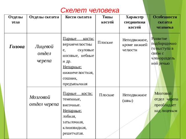 Скелет человека Отделы тела Отделы скелета Кости скелета Типы костей Характер соединения костей Особенности скелета человека Развитие подбородочного выступа в связи с членораздельной речью Парные кости: верхнечелюстные, скуловые носовые, небные и др. Непарные: нижнечелюстная, сошник, предъязычная Неподвижное, кроме нижней челюсти Плоские  Лицевой отдел черепа Голова Парные кости: теменные, височные. Непарные: лобная, затылочная, клиновидная, решетчатая. Мозговой отдел черепа преобладает над лицевым Неподвижное (швы) Плоские Мозговой отдел черепа 