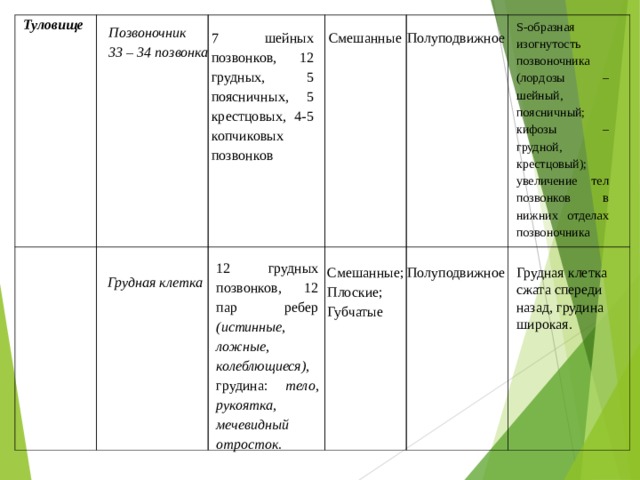 S -образная изогнутость позвоночника (лордозы – шейный, поясничный; кифозы – грудной, крестцовый); увеличение тел позвонков в нижних отделах позвоночника Туловище  Позвоночник 33 – 34 позвонка 7 шейных позвонков, 12 грудных, 5 поясничных, 5 крестцовых, 4-5 копчиковых позвонков Смешанные Полуподвижное 12 грудных позвонков, 12 пар ребер (истинные, ложные, колеблющиеся) , грудина: тело, рукоятка, мечевидный отросток. Смешанные; Плоские; Губчатые Полуподвижное Грудная клетка сжата спереди назад, грудина широкая. Грудная клетка 