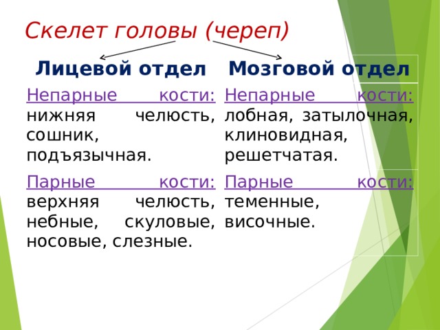 Скелет головы (череп) Лицевой отдел Мозговой отдел Непарные кости:  нижняя челюсть, сошник, подъязычная. Непарные кости:  лобная, затылочная, клиновидная, решетчатая. Парные кости:  верхняя челюсть, небные, скуловые, носовые, слезные. Парные кости: теменные, височные. 