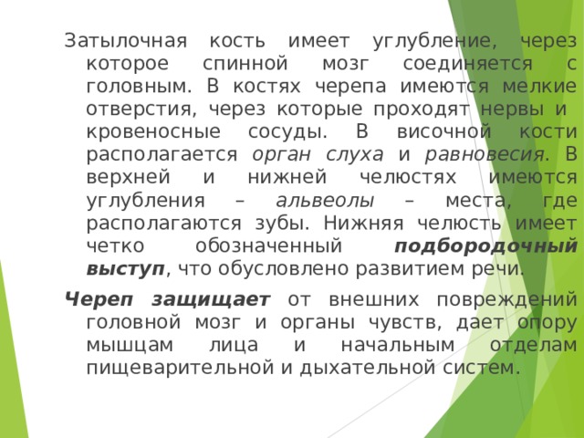 Затылочная кость имеет углубление, через которое спинной мозг соединяется с головным. В костях черепа имеются мелкие отверстия, через которые проходят нервы и кровеносные сосуды. В височной кости располагается орган слуха и равновесия . В верхней и нижней челюстях имеются углубления – альвеолы – места, где располагаются зубы. Нижняя челюсть имеет четко обозначенный подбородочный выступ , что обусловлено развитием речи. Череп защищает от внешних повреждений головной мозг и органы чувств, дает опору мышцам лица и начальным отделам пищеварительной и дыхательной систем. 