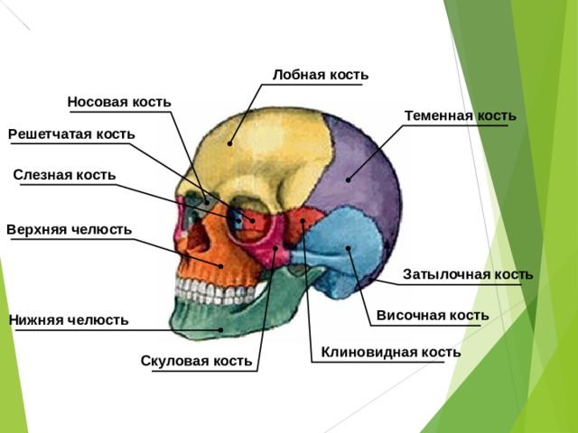 Лобная кость Носовая кость Теменная кость Решетчатая кость Слезная кость Верхняя челюсть Затылочная кость Височная кость Нижняя челюсть Клиновидная кость Скуловая кость 