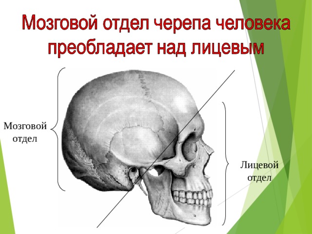 Мозговой отдел Лицевой отдел 