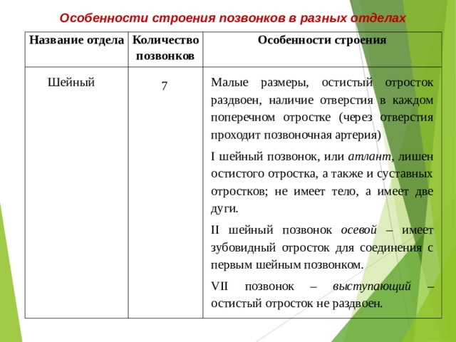 Особенности строения позвонков в разных отделах Название отдела Количество позвонков Особенности строения Шейный Малые размеры, остистый отросток раздвоен, наличие отверстия в каждом поперечном отростке (через отверстия проходит позвоночная артерия) I шейный позвонок, или атлант , лишен остистого отростка, а также и суставных отростков; не имеет тело, а имеет две дуги. II шейный позвонок осевой – имеет зубовидный отросток для соединения с первым шейным позвонком. VII позвонок – выступающий – остистый отросток не раздвоен. 7 