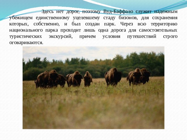  Здесь нет дорог, поэтому Вуд-Баффало служит надежным убежищем единственному уцелевшему стаду бизонов, для сохранения которых, собственно, и был создан парк. Через всю территорию национального парка проходит лишь одна дорога для самостоятельных туристических экскурсий, причем условия путешествий строго оговариваются. 