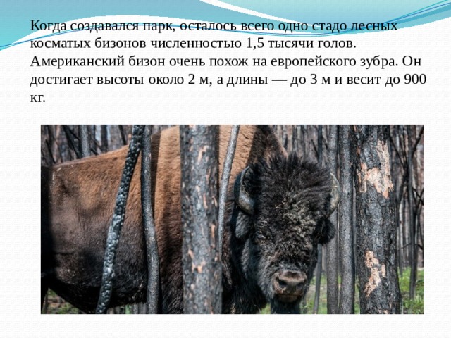     Когда создавался парк, осталось всего одно стадо лесных косматых бизонов численностью 1,5 тысячи голов.  Американский бизон очень похож на европейского зубра. Он достигает высоты около 2 м, а длины — до 3 м и весит до 900 кг.   