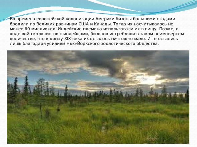 Во времена европейской колонизации Америки бизоны большими стадами бродили по Великих равнинам США и Канады. Тогда их насчитывалось не менее 60 миллионов. Индейские племена использовали их в пищу. Позже, в ходе войн колонистов с индейцами, бизонов истребляли в таком неимоверном количестве, что к концу XIX века их осталось ничтожно мало. И те остались лишь благодаря усилиям Нью-Йоркского зоологического общества. 