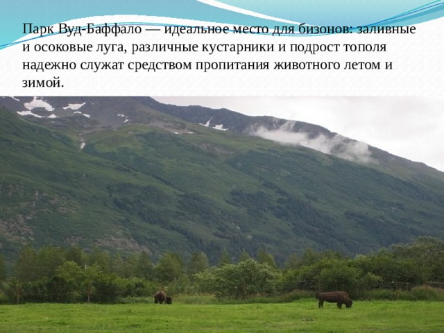 Парк Вуд-Баффало — идеальное место для бизонов: заливные и осоковые луга, различные кустарники и подрост тополя надежно служат средством пропитания животного летом и зимой. 