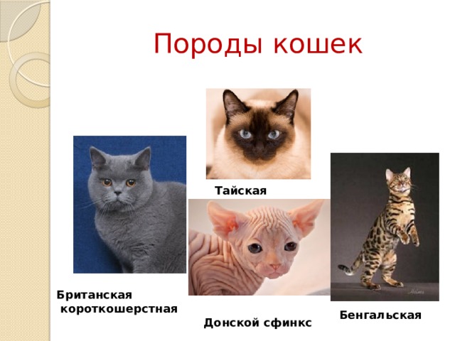 Породы кошек Тайская  Британская  короткошерстная Бенгальская Донской сфинкс 