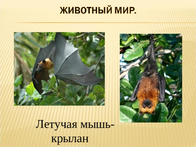 Летучая мышь-  крылан 