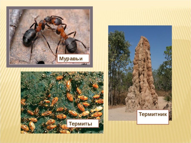 Муравьи Термитник Термиты 