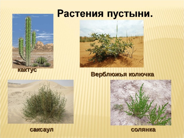  кактус Верблюжья колючка саксаул солянка 