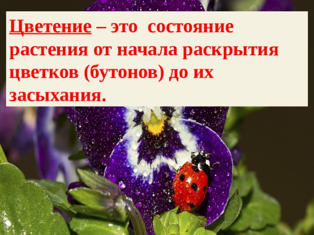Цветение – это состояние растения от начала раскрытия цветков (бутонов) до их засыхания. 