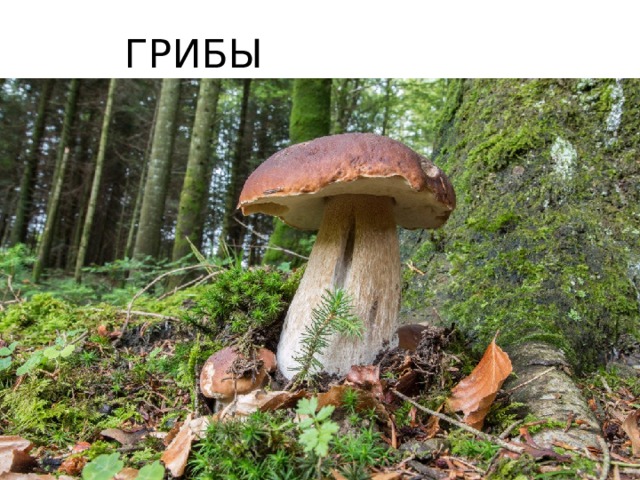ГРИБЫ Грибы 