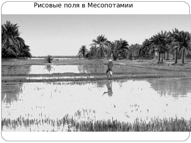 Рисовые поля в Месопотамии 