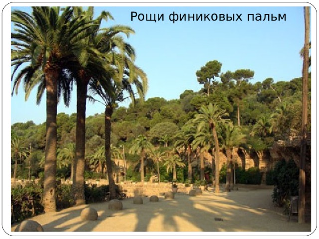 Рощи финиковых пальм 