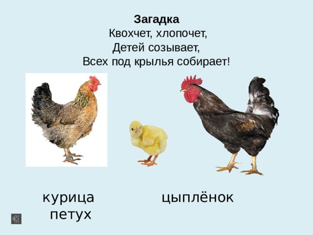 Загадка   Квохчет, хлопочет,  Детей созывает,  Всех под крылья собирает!     курица цыплёнок петух  