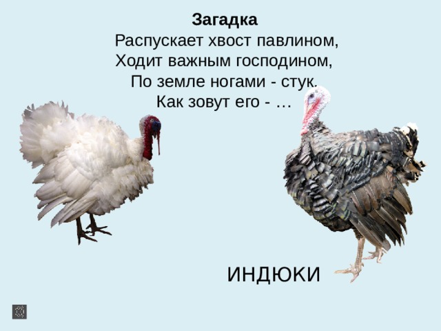 Загадка  Распускает хвост павлином,  Ходит важным господином,  По земле ногами - стук,  Как зовут его - …  ИНДЮКИ 