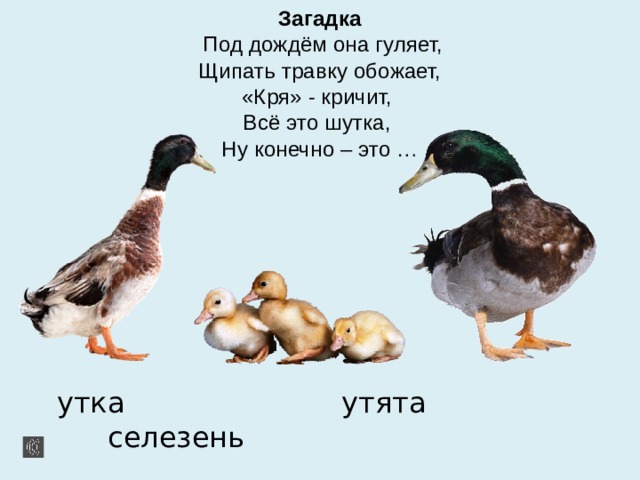 Загадка  Под дождём она гуляет,  Щипать травку обожает,  «Кря» - кричит,  Всё это шутка,  Ну конечно – это …  утка утята селезень 