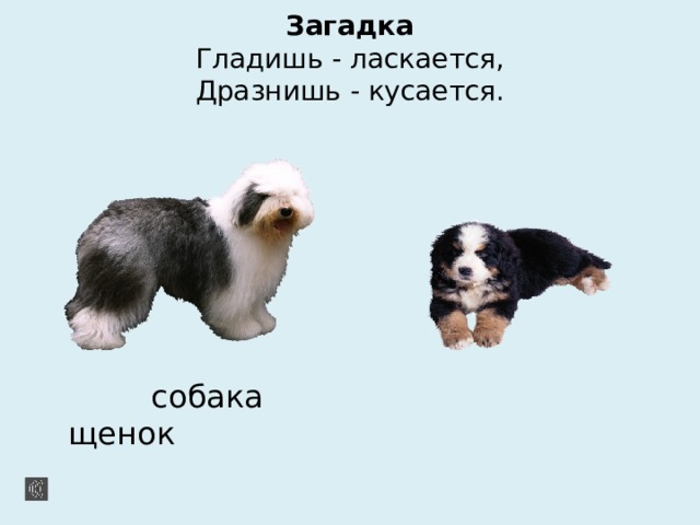 Загадка  Гладишь - ласкается,  Дразнишь - кусается.  собака щенок 