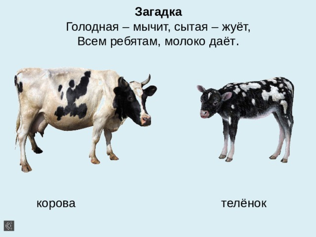Загадка  Голодная – мычит, сытая – жуёт,  Всем ребятам, молоко даёт .    корова телёнок 